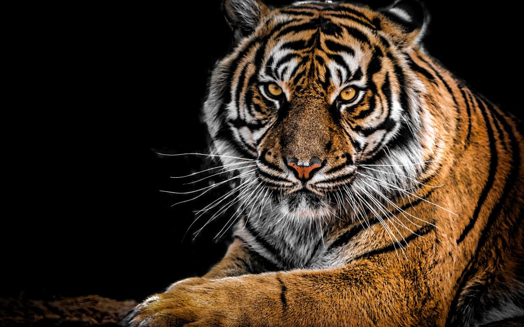 This Is How You Can Tackle Big Scary Goals
